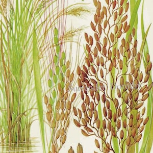 Pianta di riso Cereali Grain Food Chart Illustrazione di litografia botanica per la tua cucina vintage 9