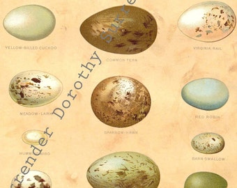 1907 Eggs Of North American Birds Chromolithograph Natural History Illustration