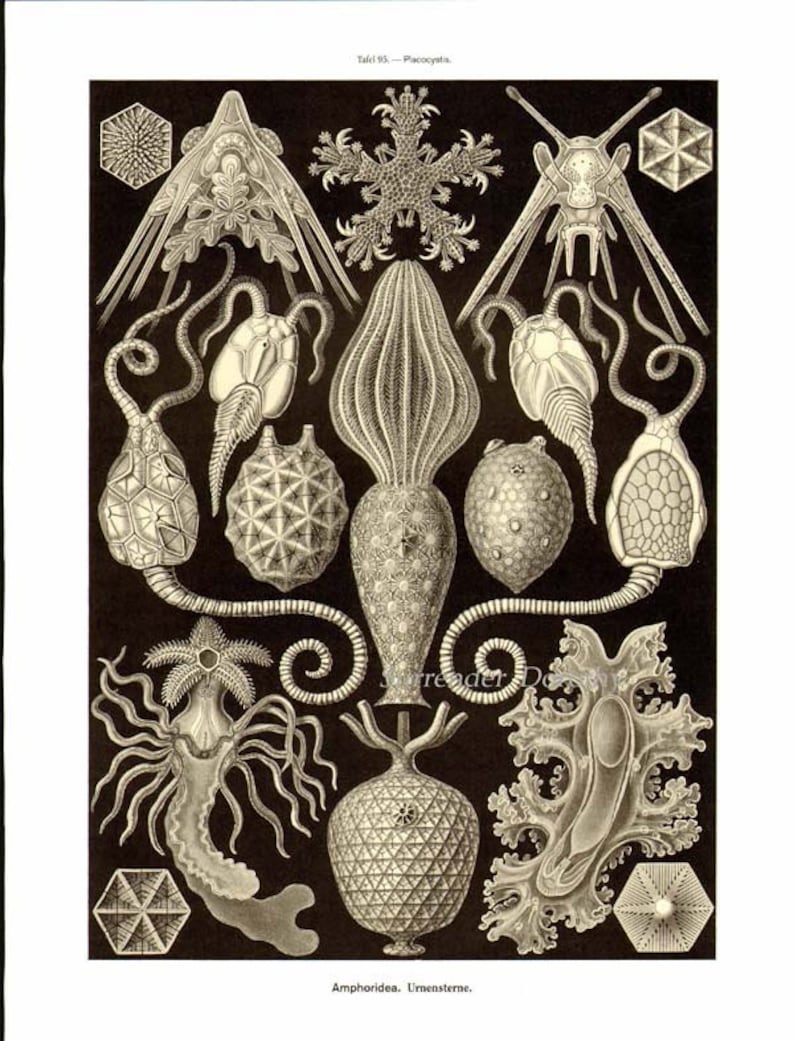 Sea Worms Chaetopoda Haeckel Print Vintage Natural History Oceanography Victorian Scientific Lithograph To Frame