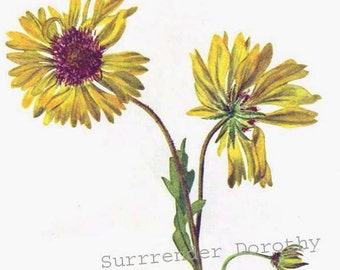 Wild Sunflower Perennial Gaillardia Flowers Vintage 1955 Botanical Herbal Lithograph Art  Print To Frame 372