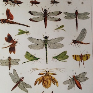 May include: A vintage illustration of 12 different types of dragonflies and damselflies. The insects are depicted in various poses and colors, with detailed markings and intricate patterns on their wings. The illustration is set against a white background.