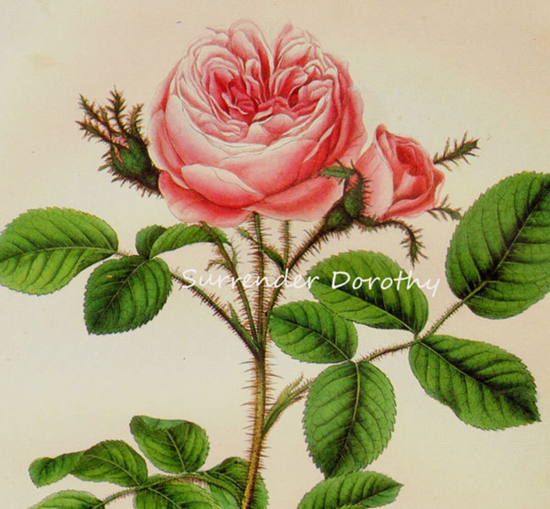 Pink Moss Rose Prestele Vintage Poster Print Botanical Lithograph to ...
