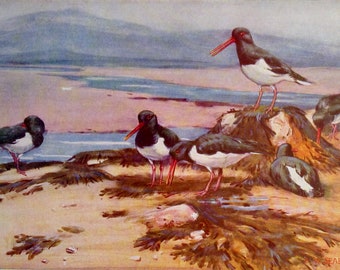 Oyster-Catchers European Sea Birds Lithograph To Frame 1960s British Ornithology Seabird 122