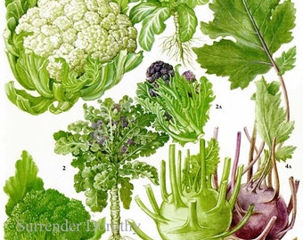 Broccoli Cauliflower Kohlrabi Calabrese Plant Flowers Food Chart Vegetable Botanical Lithograph Illustration For Your Vintage Kitchen 159