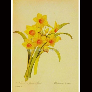 Narcissus Tazetta Flowers Bouquet Vintage Illustration Wildflower Lithograph Redoute Botanical Print To Frame 18 image 4