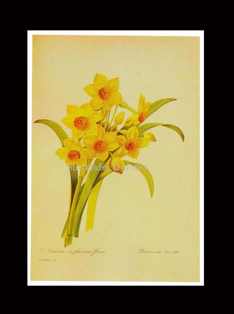 Narcissus Tazetta Flowers Bouquet Vintage Illustration Wildflower Lithograph Redoute Botanical Print To Frame 18 image 4