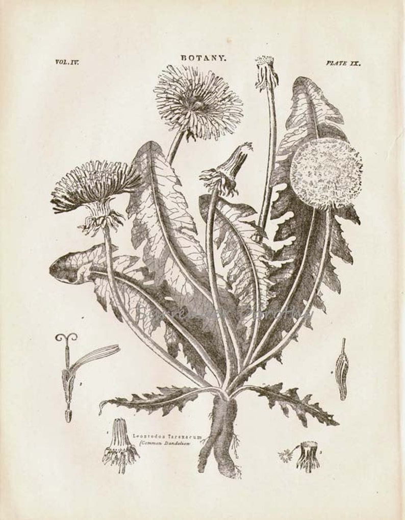 Dandelion Flower Plant Liontrodon Taraxacum 1892 Victorian Antique Botanical Herbalist Chart To Frame Black /& White
