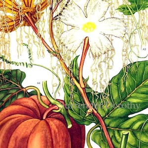 Wilde Pompoen Fruit & Bloemen Himalaya China Botanische Exotica Vintage Illustratie Aan Frame 100