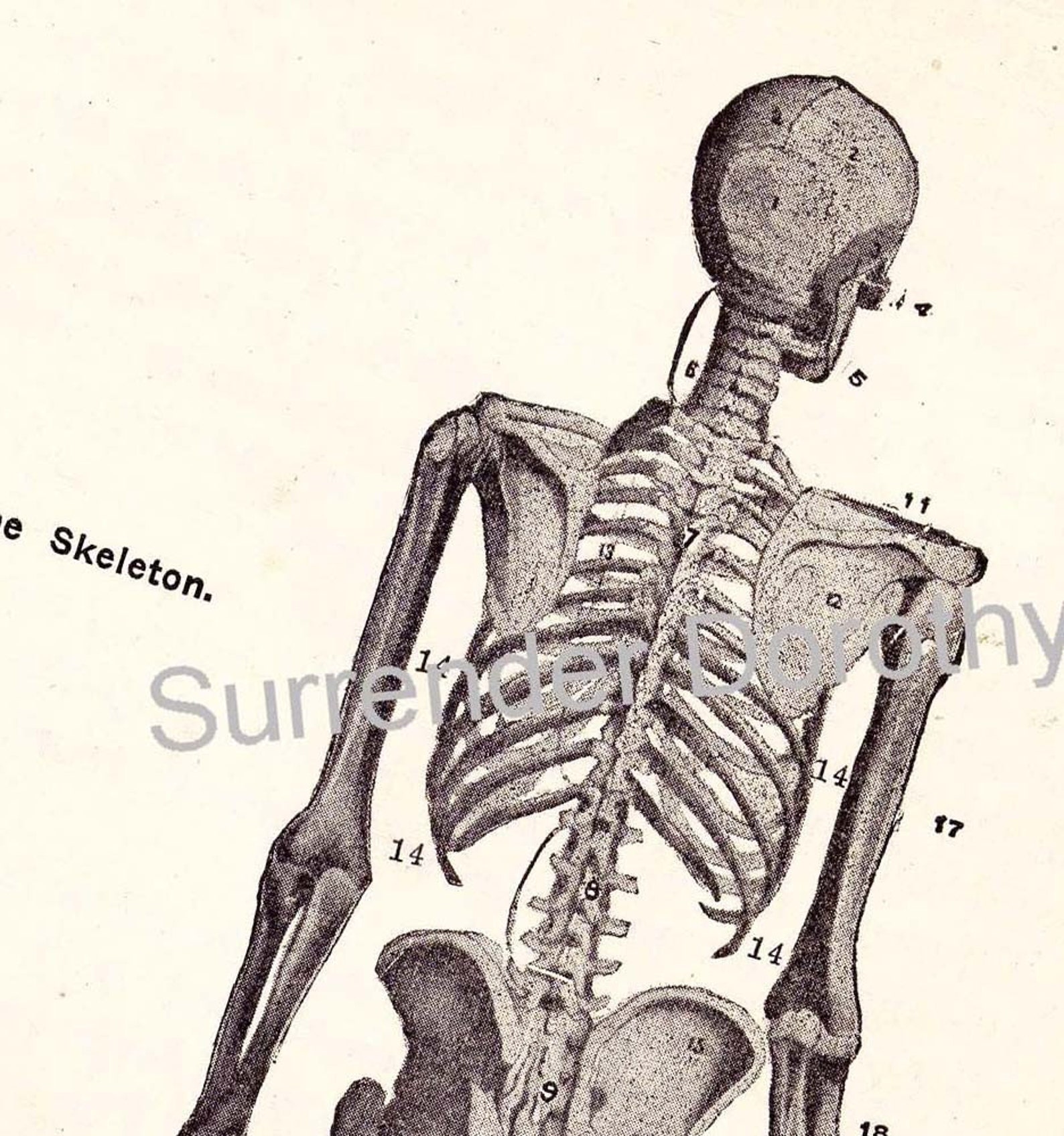 Human Anatomy Skeleton Posterior View Original Vintage Illustration ...