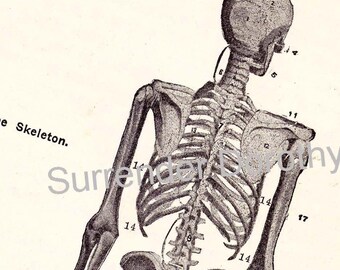 人体骨格解剖学 ヴィンテージ 1940 年代 高解像度デジタル画像 図 骨
