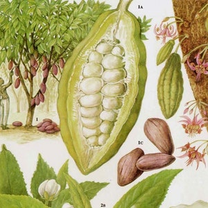 Kakaobohnen & Schoten Schokolade Lebensmittel Tabelle Gemüse botanische Lithographie Illustration für Ihre Vintage Küche 113