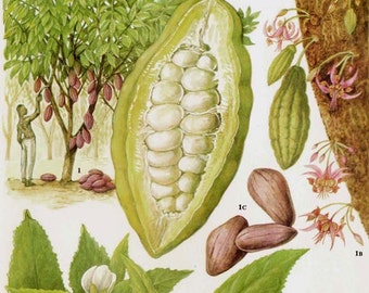 Cocoa Beans & Pods Chocolate Food Chart Vegetable Botanical Lithograph Illustration For Your Vintage Kitchen 113