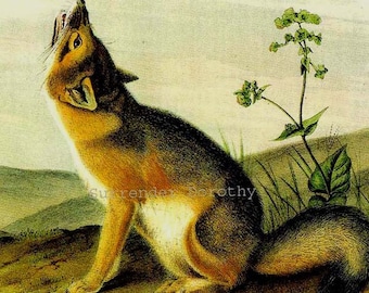 Swift Fox John J Audubon Vintage Wild Animal Stampa Storia Naturale Litografia a cornice