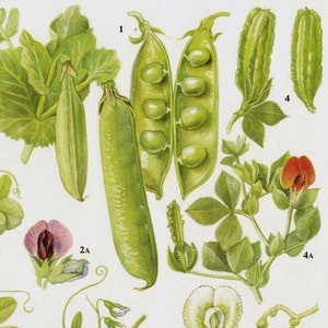 Garden Peas & Lentils Flowering Legumes Food Chart Vegetable Botanical Lithograph Illustration For Your Vintage Kitchen 43