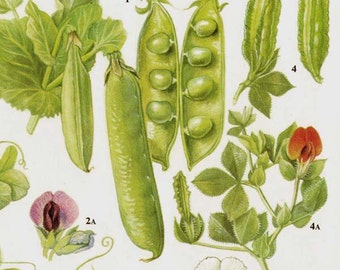 Garden Peas & Lentils Flowering Legumes Food Chart Vegetable Botanical Lithograph Illustration For Your Vintage Kitchen 43