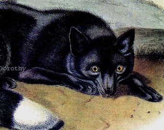 Litografia di storia naturale di animali selvatici vintage Audubon volpe nera o argento stampa su cornice