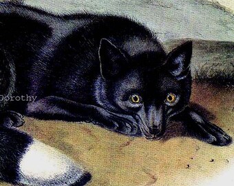 Black Or Silver Fox Audubon Vintage Wild Animal Natural History Lithograph Print To Frame