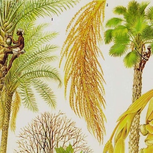 Suikeresdoorn, Dadelpalm, Suikerpalm Tropische Plant Grafiek Voedsel Botanische Lithografie Illustratie Voor Uw Vintage Keuken 17