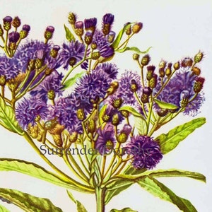 Ironweed Veronia Noveboracensis Flower Botanical 1950s Vintage Wildflower Art Print To Frame 209 image 1