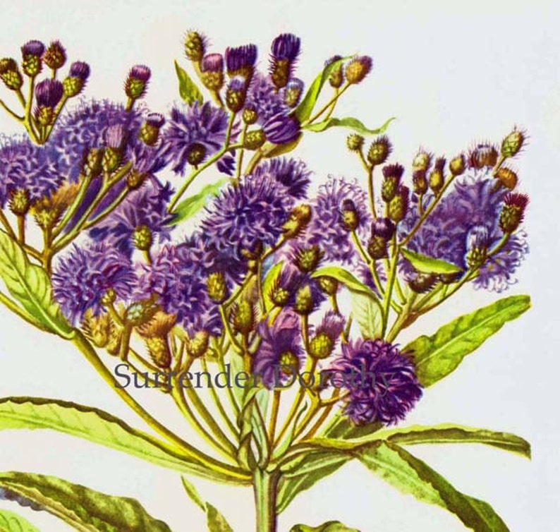 Ironweed Veronia Noveboracensis Flower Botanical 1950s Vintage Wildflower Art Print To Frame 209 image 1