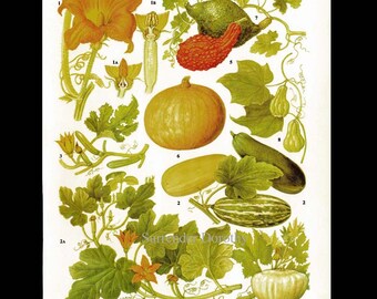 The Pumpkin and Squash Cook Book 洋書 The Pumpkin Cookbook, 2nd Edition: 139 Recipes Celebrating
