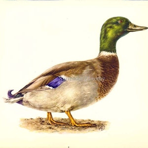 Male Mallard Duck Bird Ornithology Natural History Lithograph Print 1960s Illustration To Frame 96 image 2