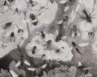 Diptera Flies Vintage Entomology Victorian Era 1870s Natural History Fly Engraving To Frame