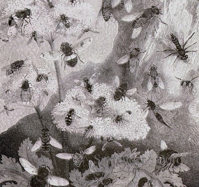 Diptera Flies Vintage Entomology Victorian Era 1870S Natural History Fly Engraving To Frame