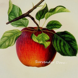 Blue Pearman Apple Prestele Vintage Agricoltura Poster Stampa litografia botanica al telaio 42