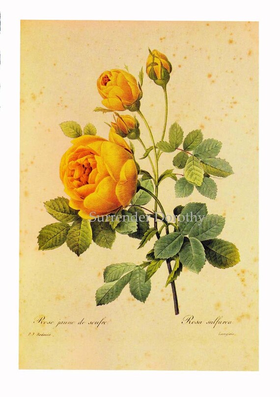 Yellow Sulphur Rose Rosa Hemisphaerica Vintage Flower by Redoute