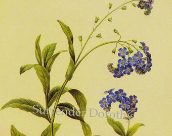 Forget Me Not Wild Flower Vintage Lithograph Poster Print Redoute Botanical Lithograph To Frame 112