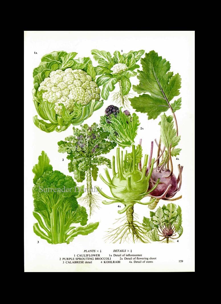 Broccoli Cauliflower Kohlrabi Calabrese Plant Flowers Food Chart