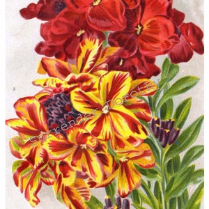 Wallflower Blossom Old Fashioned Red and Yellow 1922 Jazz Age Vintage ...