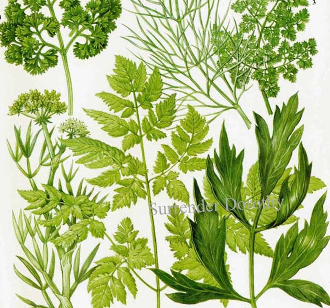 Parsley Dill Cheveral Samphire Lovage Cicily Herb Vegetable Plant Food Chart Botanical