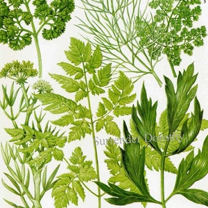 Parsley Dill Cheveral Samphire Lovage Cicily Herb Vegetable Plant Food Chart Botanical Lithograph Illustration For Your Vintage Kitchen 147