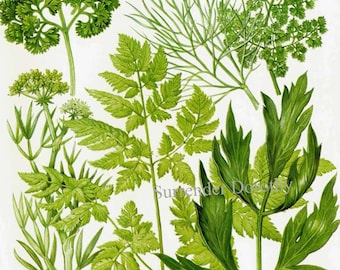 Parsley Dill Cheveral Samphire Lovage Cicily Herb Vegetable Plant Food Chart Botanical Lithograph Illustration For Your Vintage Kitchen 147