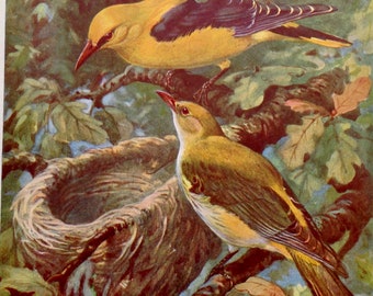 Golden Orioles Lithograph Chart To Frame 1960s European Ornithology 61