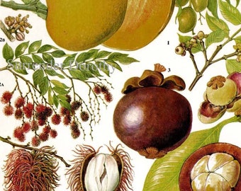 Mango Rambutan Mangostan Tropische Frucht Chart Essen Botanische Lithographie Illustration Für Ihre Vintage Küche 101