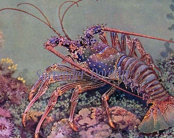 Spiny Lobster Indo-Pacific Marine Biology 1905 Natural History Vintage Lithograph Print To Frame