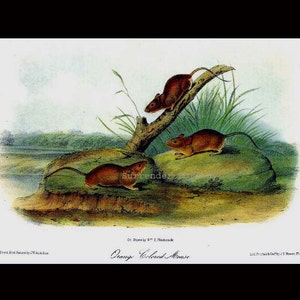 May include: A vintage illustration of three brown field mice on a rock and a branch. The mice are depicted in a natural setting with green grass and a body of water in the background. The illustration is titled "Orange Colored Mouse".