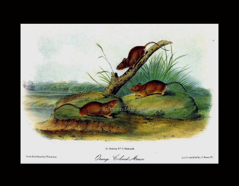 May include: A vintage illustration of three brown field mice on a rock and a branch. The mice are depicted in a natural setting with green grass and a body of water in the background. The illustration is titled "Orange Colored Mouse".