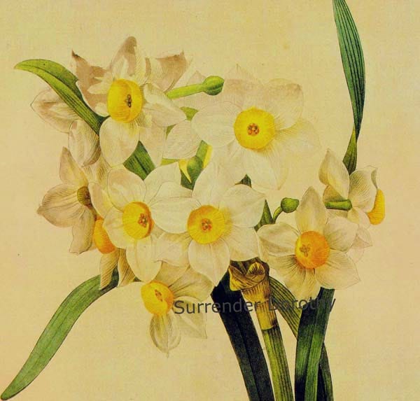 Narcissus Tazetta Flower Yellow Eye Bouquet Vintage Illustration
