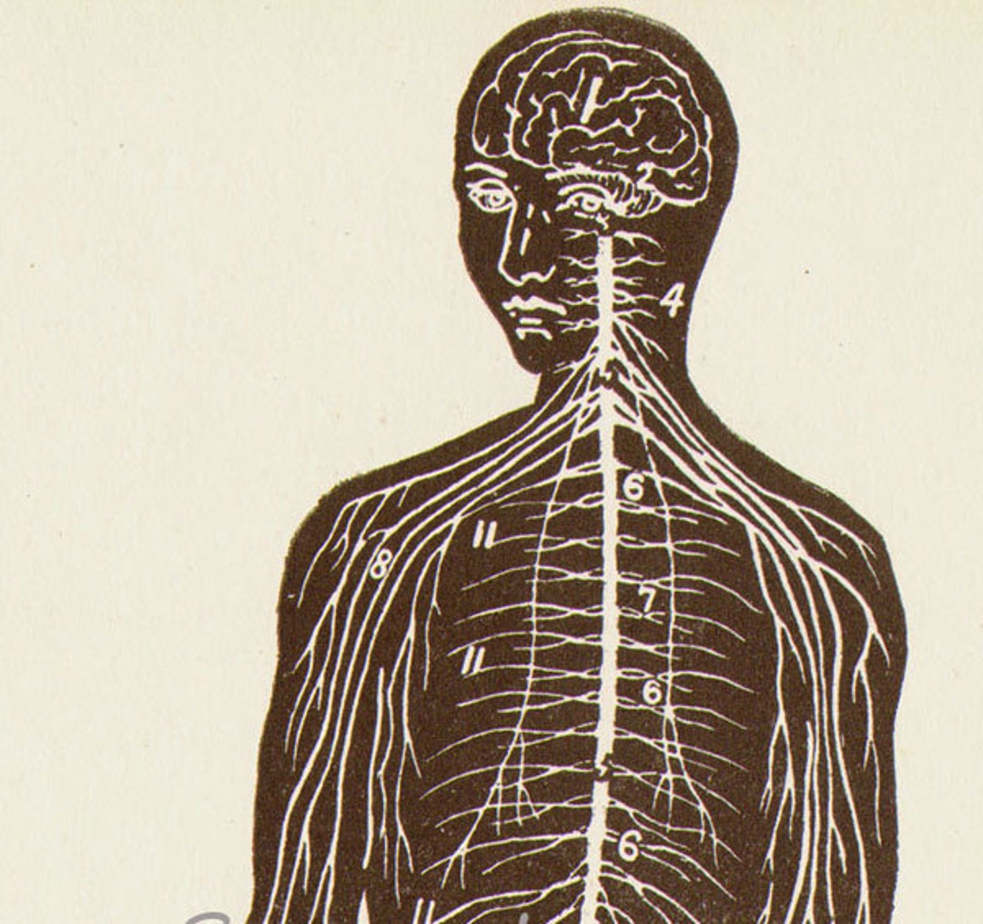 Nervous System Human Anatomy Anterior View Scientific Medical Chart to ...