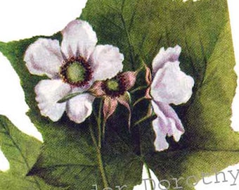 Thimbleberry Rubus Parvilflorus Flowers Vintage 1955 Botanical Lithograph Art  Print To Frame 179