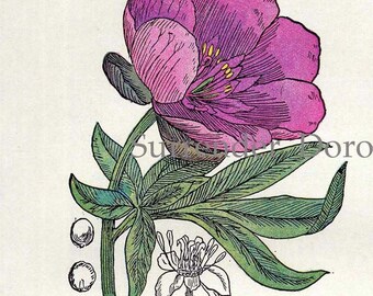 Peony St John Wort Wolf's Bane Lily Of The Valley Healing Medicinal Plant Vintage Botanical Print 1907 Herbalist Chart X