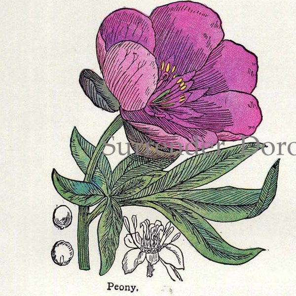 Peony St John Wort Wolf's Bane Lily Of The Valley Healing Medicinal Plant Vintage Botanical Print 1907 Herbalist Chart X