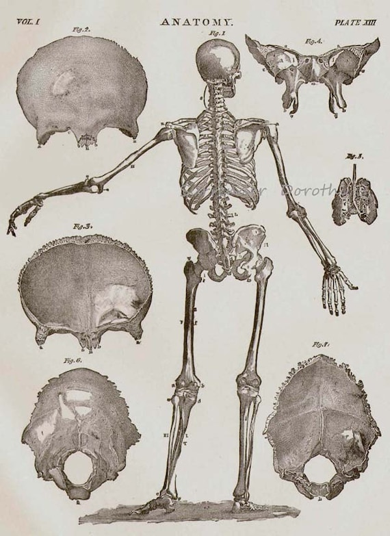 人体解剖学 骨格システム 後面図 頭蓋骨付き 1892 ビクトリア朝の骨格