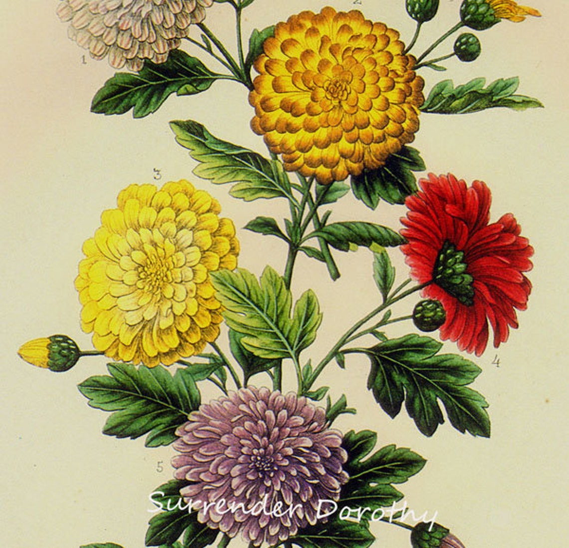 Garden Chrysanthemums Prestele Vintage Poster Print Botanical | Etsy