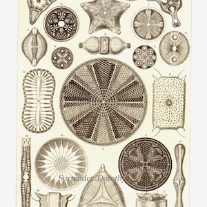 Diatomées Haeckel Microbiologie Imprimer Histoire naturelle Océanographie Victorienne Lithographie scientifique à encadrer image 2