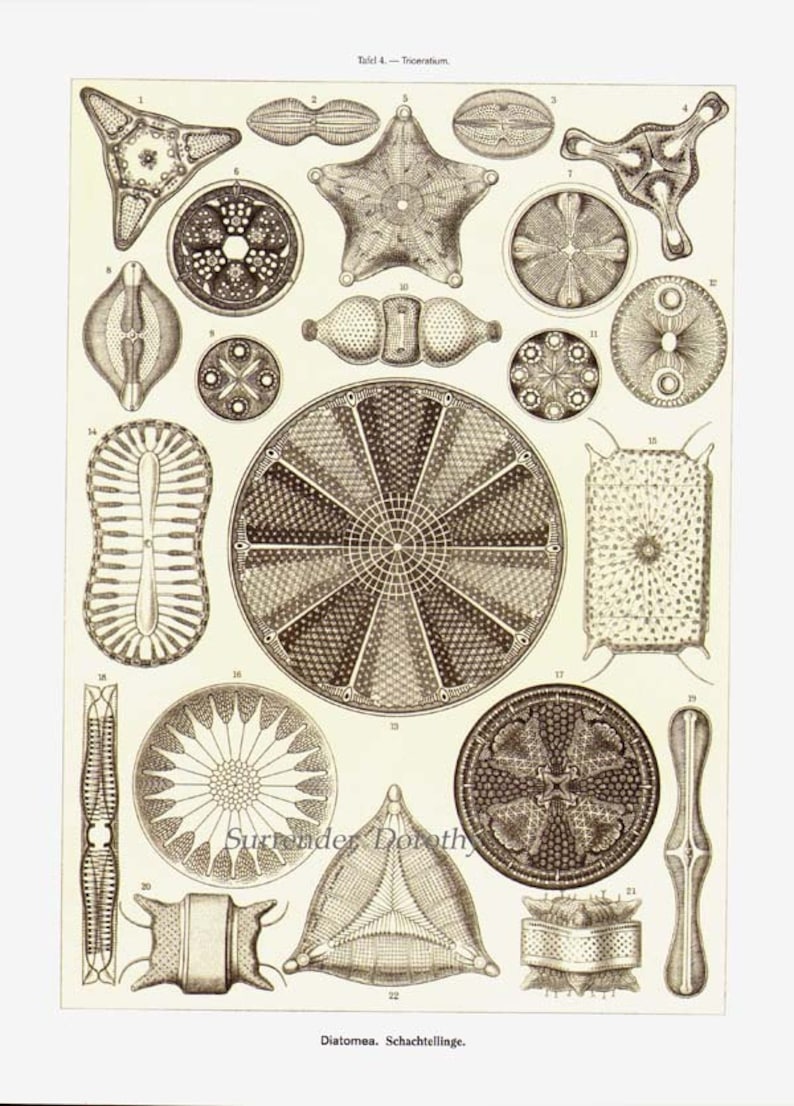 Diatomées Haeckel Microbiologie Imprimer Histoire naturelle Océanographie Victorienne Lithographie scientifique à encadrer image 2